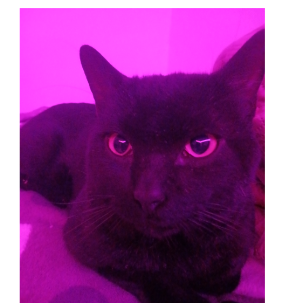 cartel de gato perdido