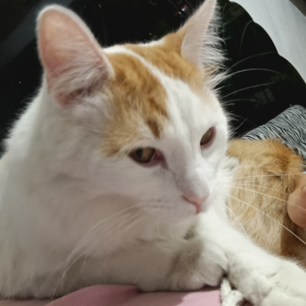 cartel de gato perdido