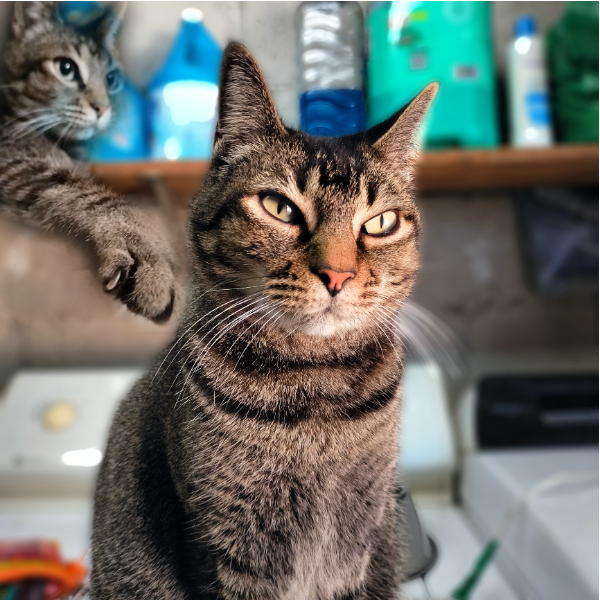 cartel de gato perdido