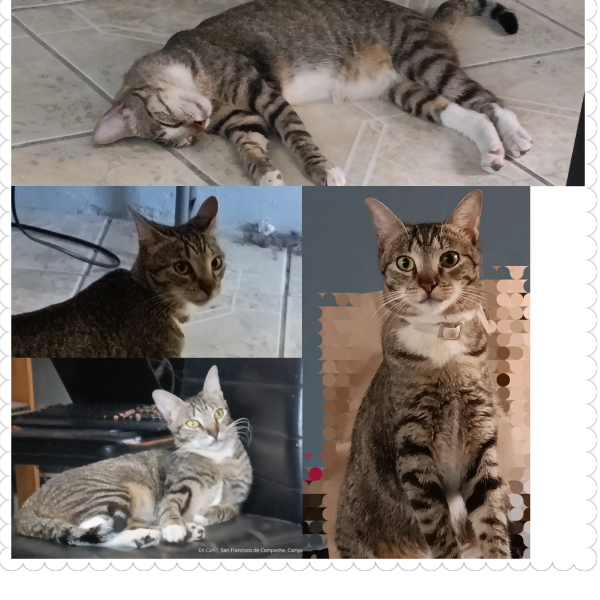 cartel de gato perdido