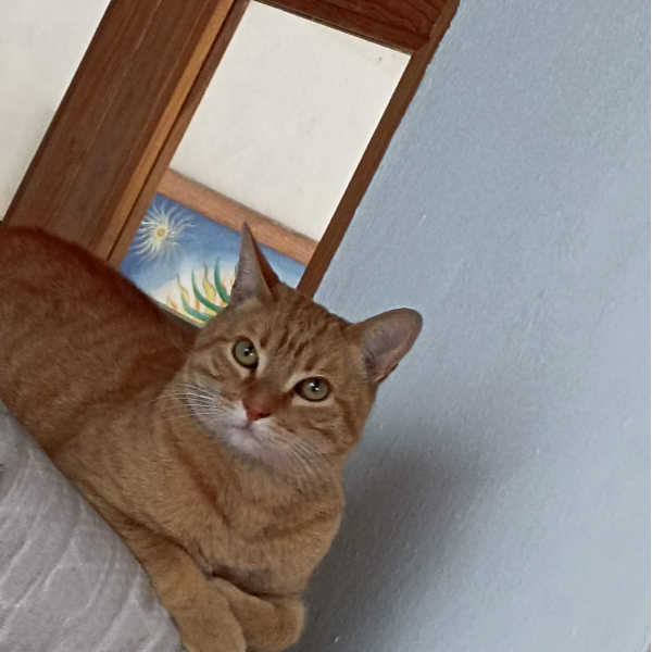 cartel de gato perdido