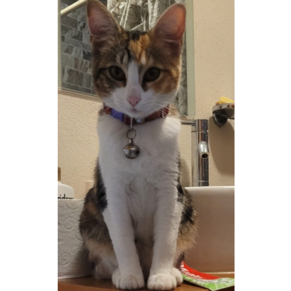 cartel de gato perdido