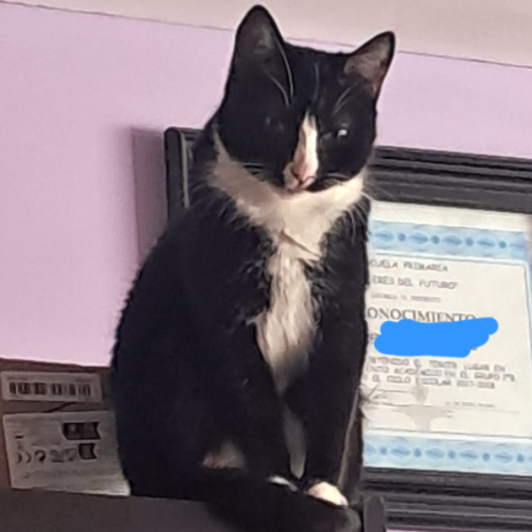 cartel de gato perdido