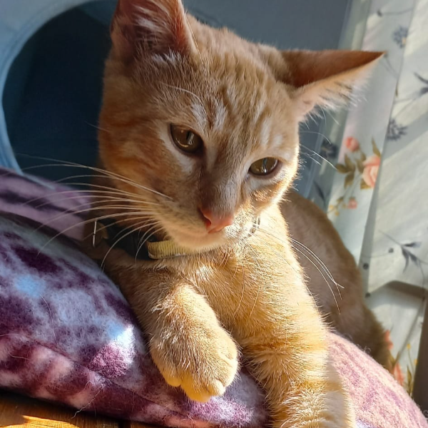 cartel de gato perdido