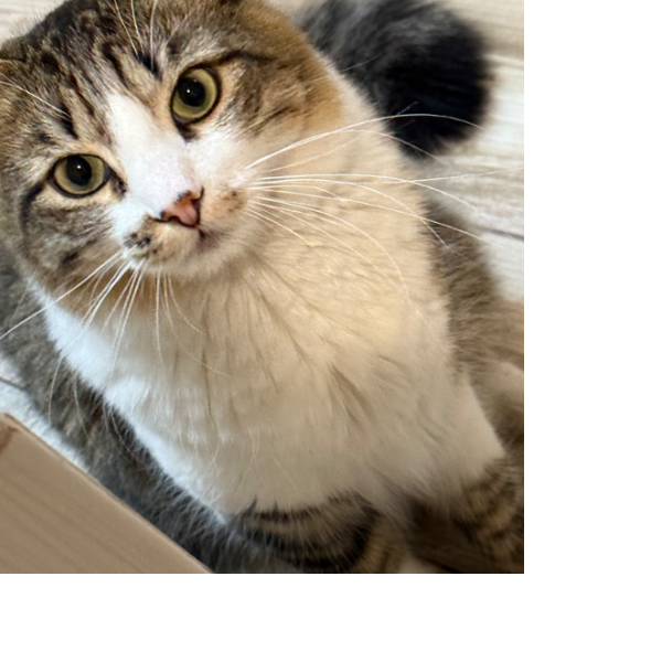 cartel de gato perdido