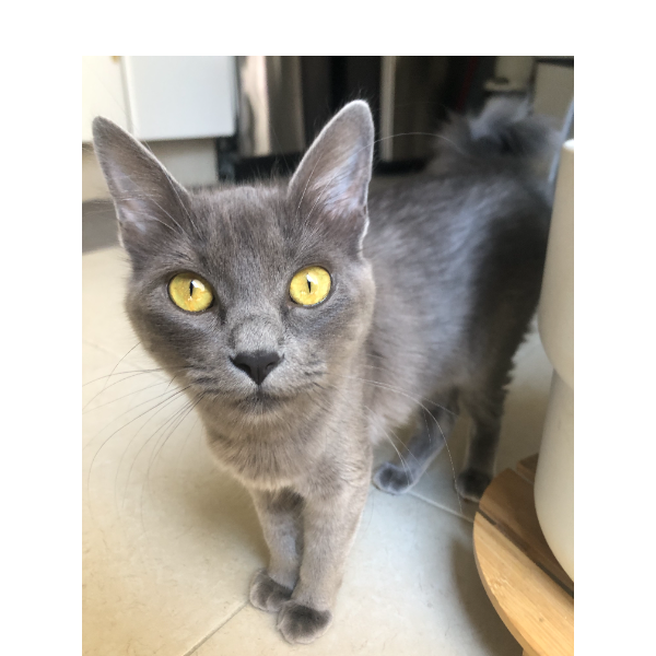 cartel de gato perdido