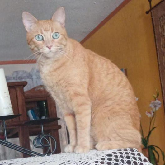 cartel de gato perdido