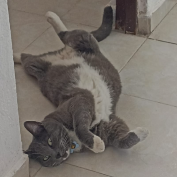 cartel de gato perdido