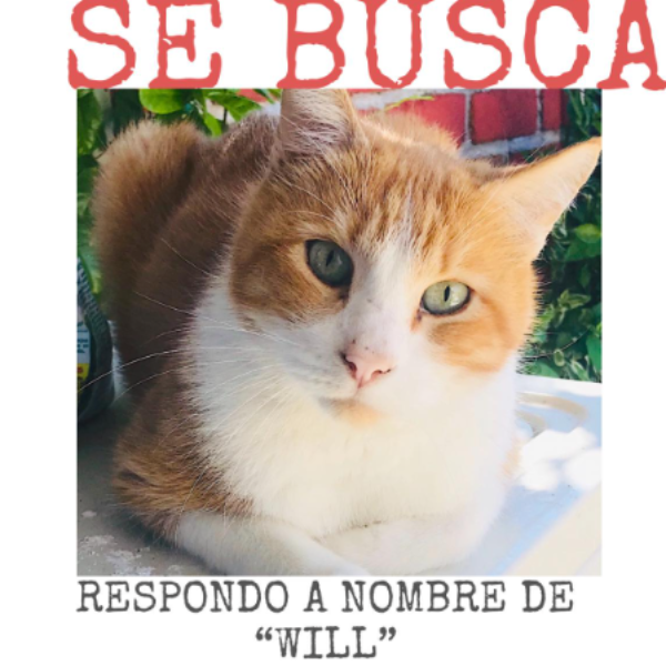 cartel de gato perdido
