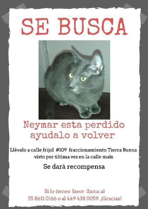 cartel de gato perdido