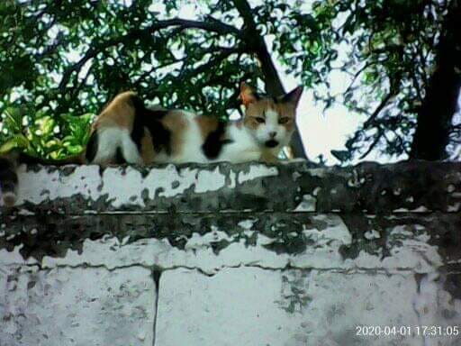 cartel de gato perdido
