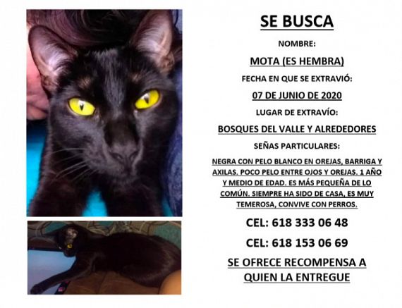 cartel de gato perdido