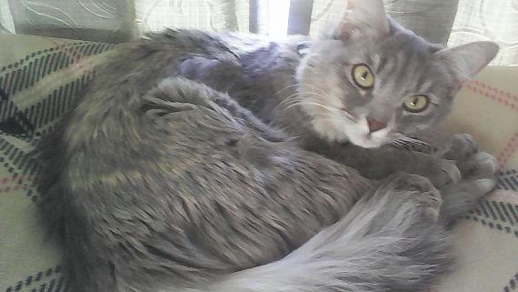 cartel de gato perdido