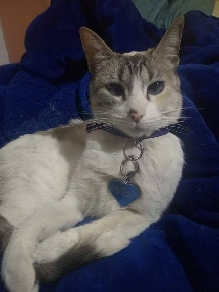 cartel de gato perdido