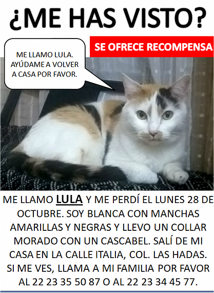 cartel de gato perdido