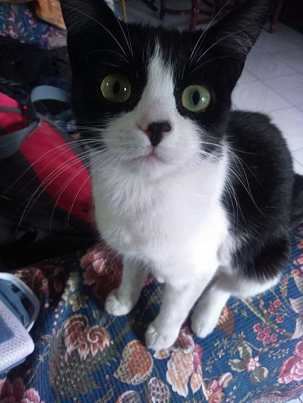 cartel de gato perdido