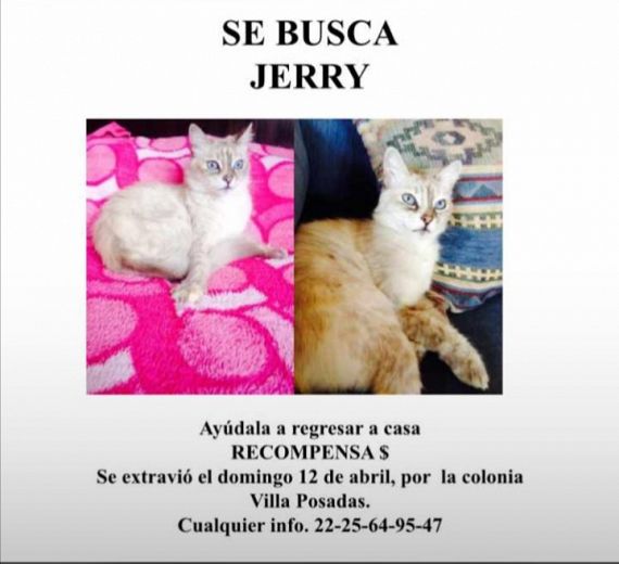 cartel de gato perdido
