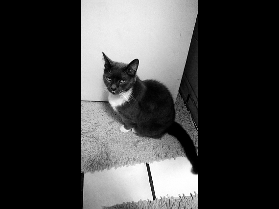 cartel de gato perdido