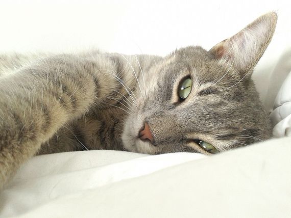 cartel de gato perdido