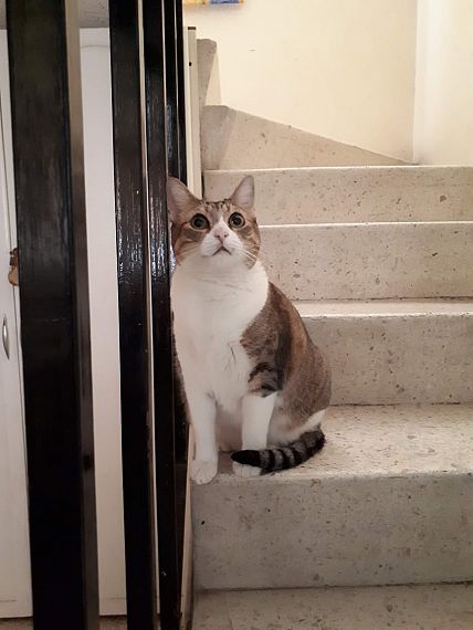 cartel de gato perdido