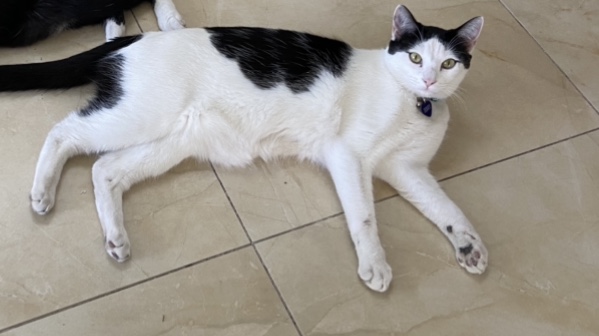 cartel de gato perdido