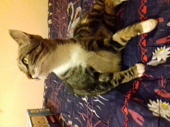 cartel de gato perdido