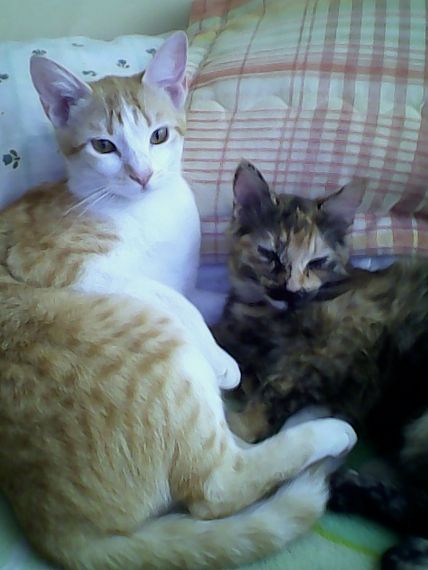 cartel de gato perdido