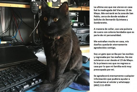 cartel de gato perdido