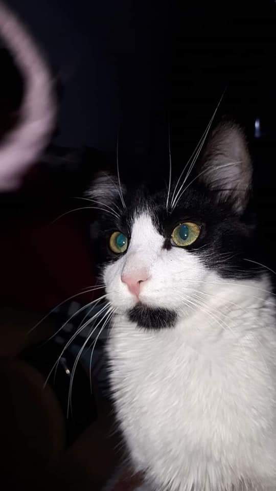 cartel de gato perdido