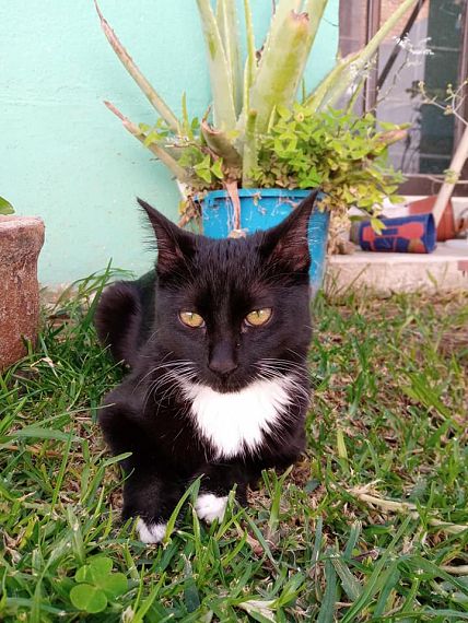 cartel de gato perdido