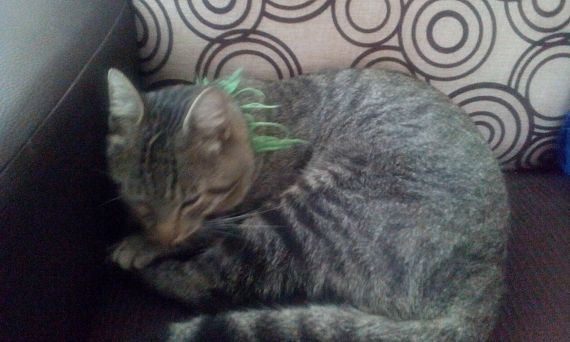 cartel de gato perdido