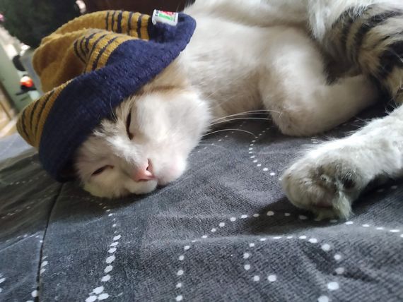 cartel de gato perdido