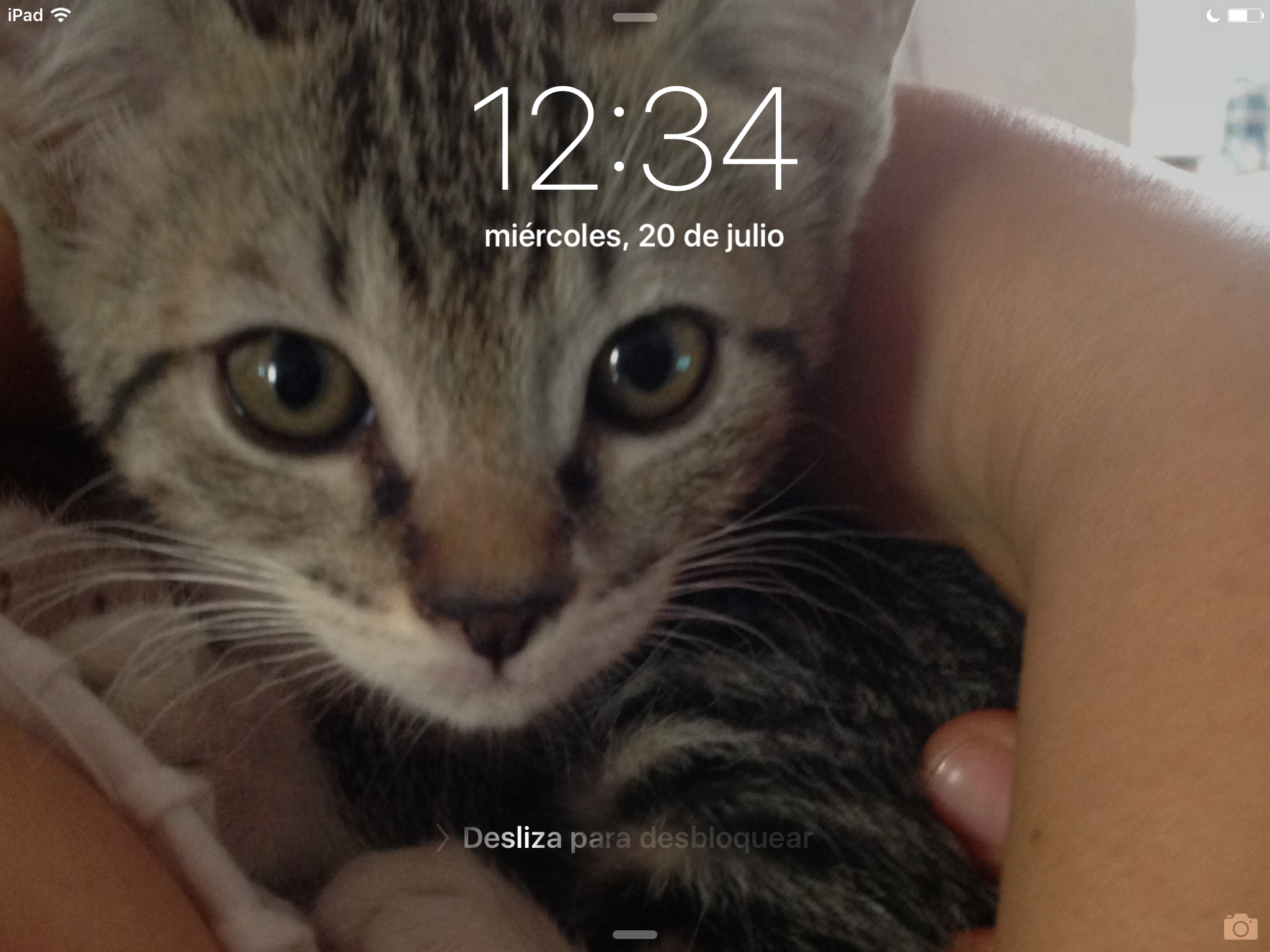 cartel de gato perdido