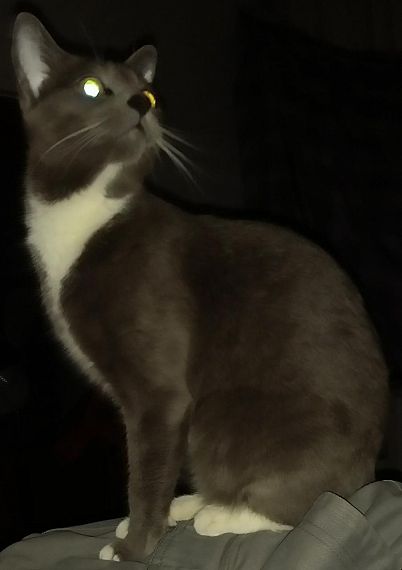 cartel de gato perdido