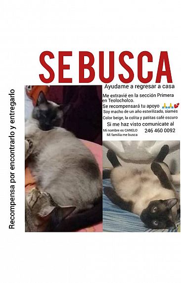 cartel de gato perdido
