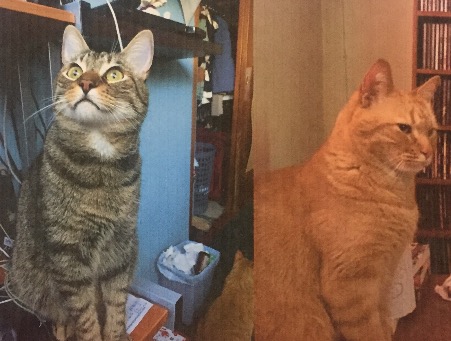 cartel de gato perdido