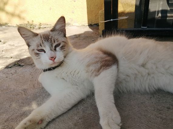 cartel de gato perdido