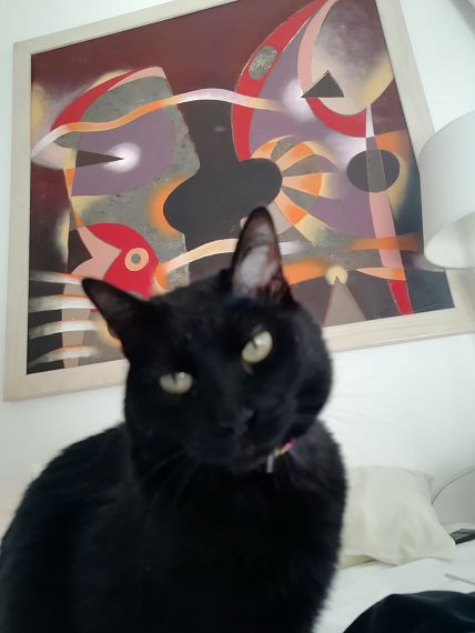 cartel de gato perdido