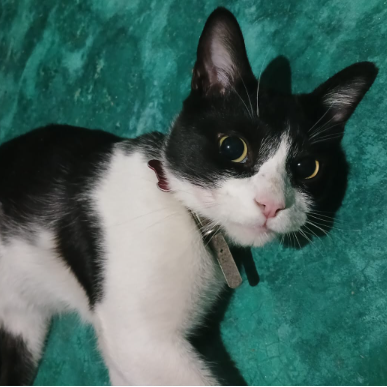 cartel de gato perdido