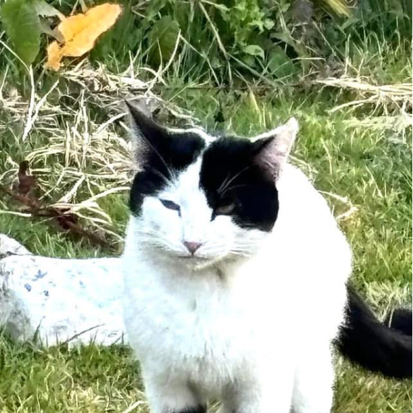 cartel de gato perdido