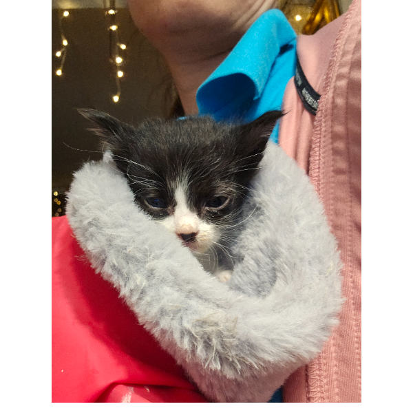 cartel de gato perdido