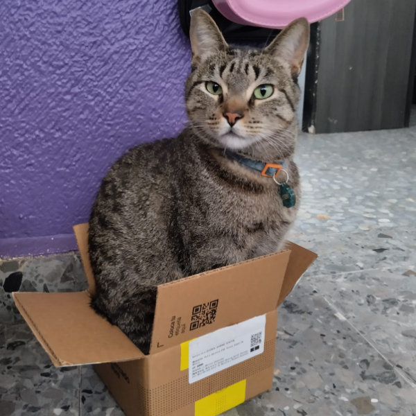 cartel de gato perdido