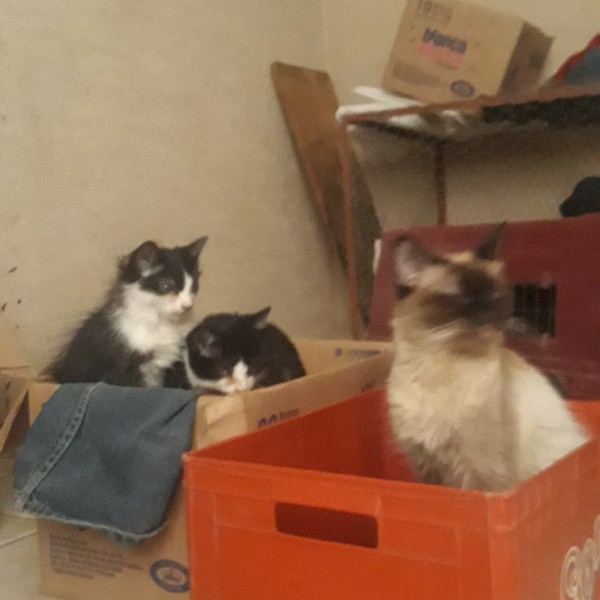 cartel de gato perdido