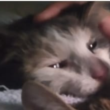 cartel de gato perdido