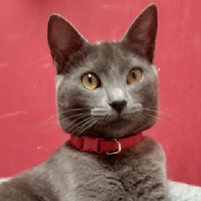 cartel de gato perdido