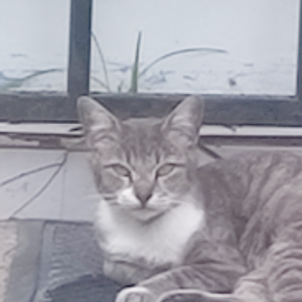 cartel de gato perdido