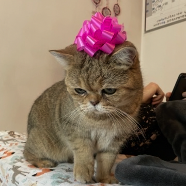 cartel de gato perdido