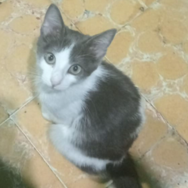 cartel de gato perdido