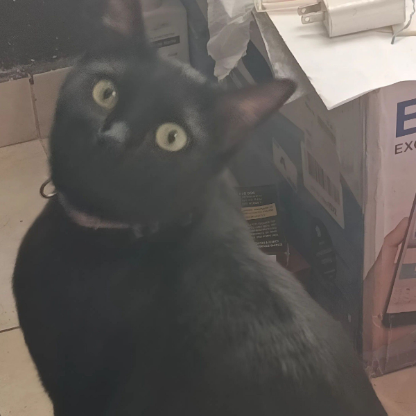 cartel de gato perdido