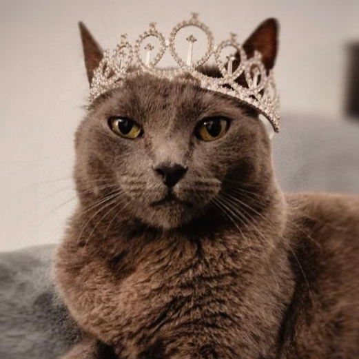 cartel de gato perdido